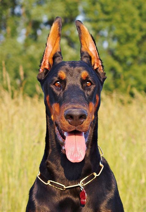 Dobermann .